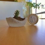 Sukulent, Yosun ve Bonsai ile terrarium