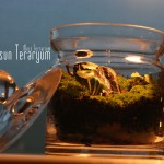 Yosun Teraryum Nasıl Yapılır