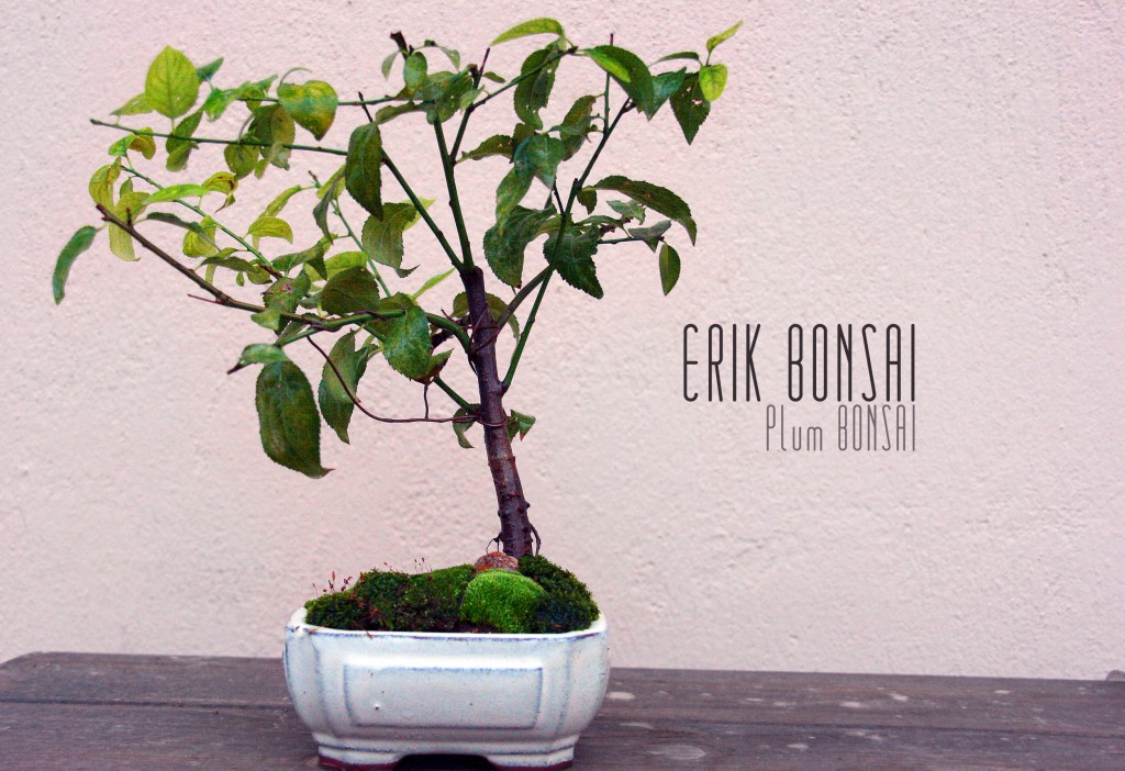 Erik bonsai