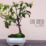 Erikten Bonsai Yapımı
