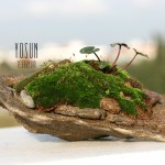 Yosun Teraryum – Mini Moss Terrarium